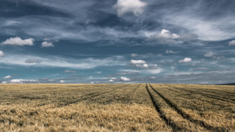 Wheat, Russia-Ukraine agreement to unfreeze exports from Black Sea ports: anti-famine agreement