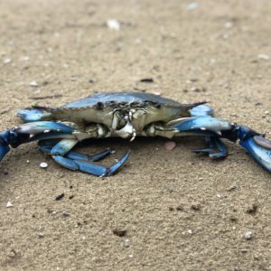 Alien fish in the Mediterranean, the appeal of Mariscadoras: "We buy the blue crab"