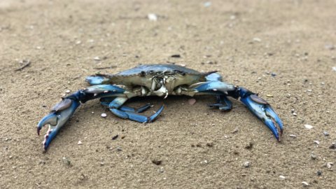 地中海の外来魚、マリスカドラスの魅力「ワタリガニを買います」