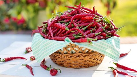 Peperoncino: ne consumiamo tanto ma ne importiamo per il 70 per cento. A Rieti torna la fiera mondiale 2022