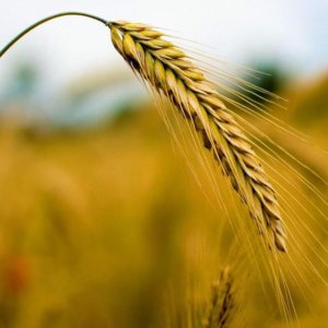 Grano, mais e petrolio: a luglio rallenta la corsa dei prezzi delle materie prime (-8,6%). Ma fino a quando?