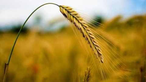 Grano, mais e petrolio: a luglio rallenta la corsa dei prezzi delle materie prime (-8,6%). Ma fino a quando?