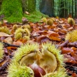 European Chestnut Days 2022: Castagne da tutte Europa a Montella