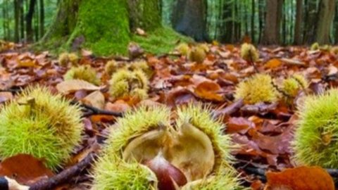 European Chestnut Days 2022: Castagne da tutte Europa a Montella