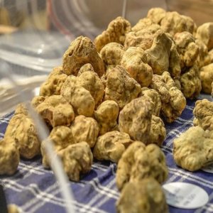 Feira Internacional de Trufas de Alba 2022: a 92ª edição abre as portas para o Metaverso, a geração Z e a sustentabilidade