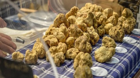 Fiera Internazionale del Tartufo d’Alba 2022: la 92ª edizione apre le porte a Metaverso, generazione Z e sostenibilità