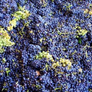 Il vino italiano batte la siccità, si prospetta una vendemmia abbondante e anche di qualità