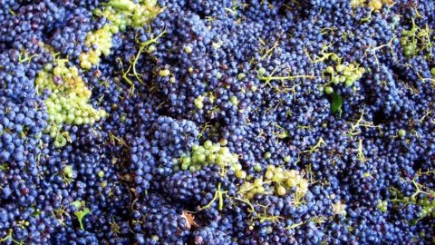 Il vino italiano batte la siccità, si prospetta una vendemmia abbondante e anche di qualità