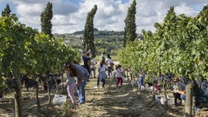 Cantine aperte in vendemmia