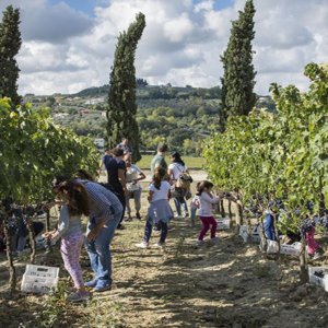 Cantine Aperte في Vendemmia في سبتمبر وأكتوبر: تعرف على تقنيات وأسرار صانعي النبيذ