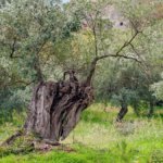 Siccità: crollata la produzione di olive del 30 per cento, avremo meno olio Made in Italy quest’anno