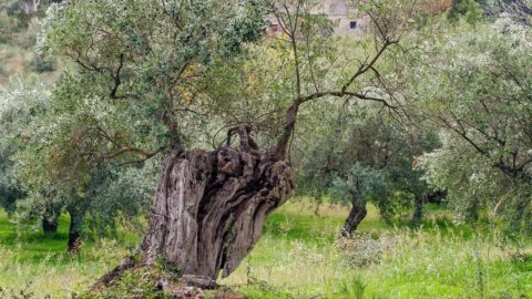 Dürre: Die Olivenproduktion ist um 30 Prozent eingebrochen, wir werden dieses Jahr weniger Made in Italy-Öl haben