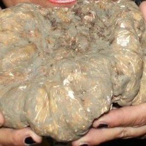 Acqualagna White Truffle Fair 2022, menemukan trifola mega 650 gr