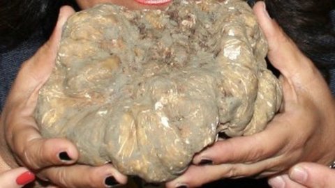 Acqualagna White Truffle Fair 2022, нашел мега 650 гр трифолы