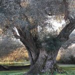 Olio: il 5 ottobre la raccolta e spremitura delle Olive dell’Olio dell’Imperatore Adriano a Tivoli