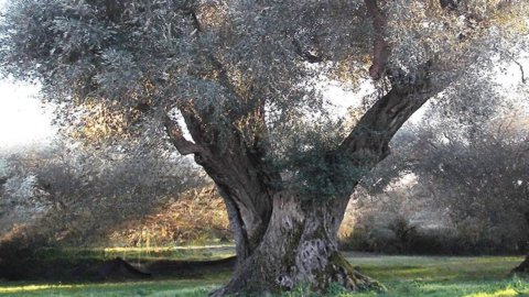 Huile : le 5 octobre, collecte et pressage des olives de l'empereur Hadrien à Tivoli