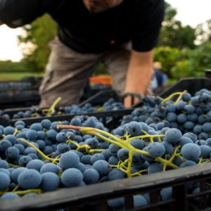 Vignaioli Artigiani Naturali: a Roma dal 5 al 7 novembre la Fiera del vino spontaneo