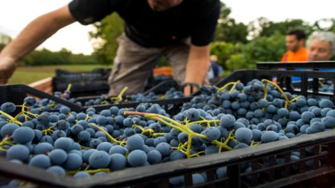 Vignaioli Artigiani Naturali: in Rom vom 5. bis 7. November die Spontane Weinmesse