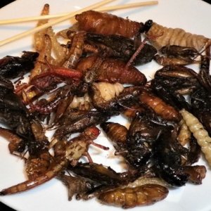 Insetti a tavola: in Italia trovano resistenze ma il pluristellato chef  Redzepi cucina larve di api e formiche con successo