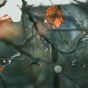 Previsioni meteo, ultimi giorni di sole: da venerdì 4 novembre tornano pioggia e neve sulle Alpi