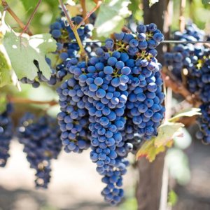 Allarme vigneti: minaccia di flavescenza, la malattia che secca i grappoli con pesanti effetti sulla produzione di vino