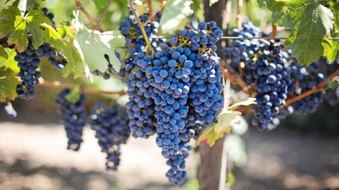 Lorlando, l'élégant Nero d'Avola d'une entreprise qui parie sur le fait d'être sicilienne