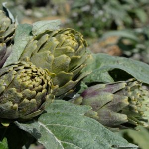 Niscemi artichoke: Nostrale "vagghiàrdu" ایک سست خوراک کا پریزیڈیم بن جاتا ہے