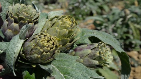 Niscemi artichoke: Nostrale "vagghiàrdu" ایک سست خوراک کا پریزیڈیم بن جاتا ہے