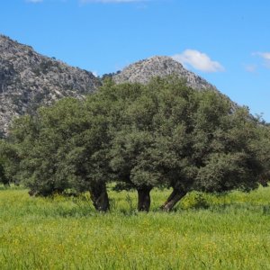 Klimawandel: Die Landwirtschaft im Süden wird tropisch und die mediterrane Landwirtschaft im Norden wächst. Aber es gibt keinen Grund sich zu freuen