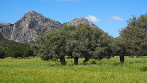 Klimawandel: Die Landwirtschaft im Süden wird tropisch und die mediterrane Landwirtschaft im Norden wächst. Aber es gibt keinen Grund sich zu freuen