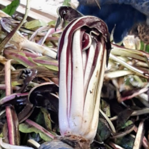 Treviso red Radicchio في الاحتفال من 20 يناير: كل شيء عن فوائده الصحية ، وصفة مع حبوب بورلوتي والبصل