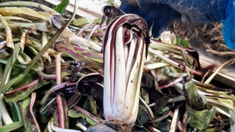 Treviso red Radicchio في الاحتفال من 20 يناير: كل شيء عن فوائده الصحية ، وصفة مع حبوب بورلوتي والبصل