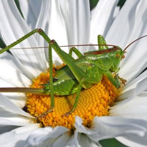 Insects and new nutrition: we already consume 500 grams of them and the Mediterranean diet is not what we believe