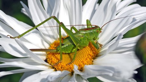 Insekten und neue Ernährung: Wir konsumieren bereits 500 Gramm davon und die mediterrane Ernährung ist nicht das, was wir glauben