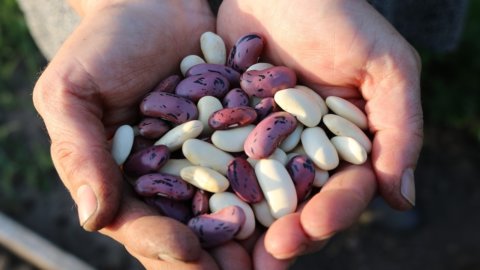 Tambahkan kacang-kacangan ke dalam meja: para koki dari Slow Food Alliance meningkatkan "makanan masa depan" yang sehat dan berkelanjutan