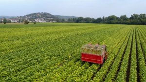 Campo di tabacco