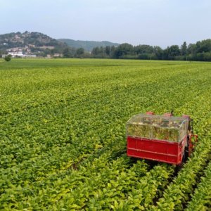 菲利普莫里斯意大利，500年至2023年间为烟草供应链投资2027亿