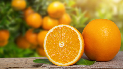 Noch gesündere Orangen dank Genome Editing: Hier sind die Super-Zitrusfrüchte aus dem Studio Crea