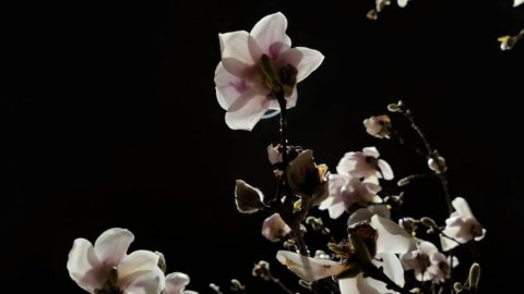 Fiori