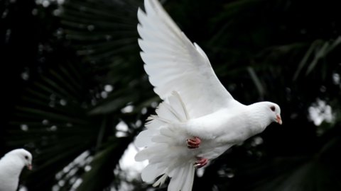 Bolsas de valores hoy 20 de julio: las palomas atacan las tasas del BCE. Arrancan las maniobras sobre Mediobanca, el desconocido Delfín