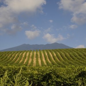 Vigneti Aperti 2023: tahun spesial untuk peringatan 30 tahun Movimento Turismo del Vino