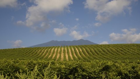 Vigneti Aperti 2023: Movimento Turismo del Vino の 30 周年を記念する特別な年