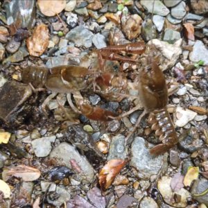 SOS, selamatkan udang karang Italia dari spesies asing: semboyan Slow Fish 2023