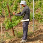 Occupazione, i lavoratori stranieri coprono ampi settori in Italia, ma il loro salario è inferiore di un quarto rispetto a quello degli italiani