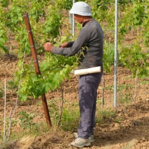 L’agricoltore come custode del territorio: via libera del Senato al nuovo presidio di tutela ambientale