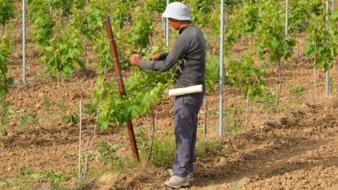 L’agricoltore come custode del territorio: via libera del Senato al nuovo presidio di tutela ambientale