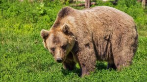 Borse in calo Un esemplare di orso bruno