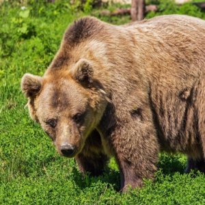 Catturata l’orsa JJ4. Scontro sul suo destino. La difficile convivenza tra uomo e orso in Trentino