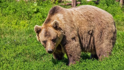 Ursul capturat JJ4. Luptă pentru soarta lui. Coexistența dificilă dintre om și urs în Trentino