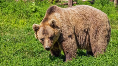 Ours capturé JJ4. Bataille sur son destin. La difficile coexistence entre l'homme et l'ours dans le Trentin